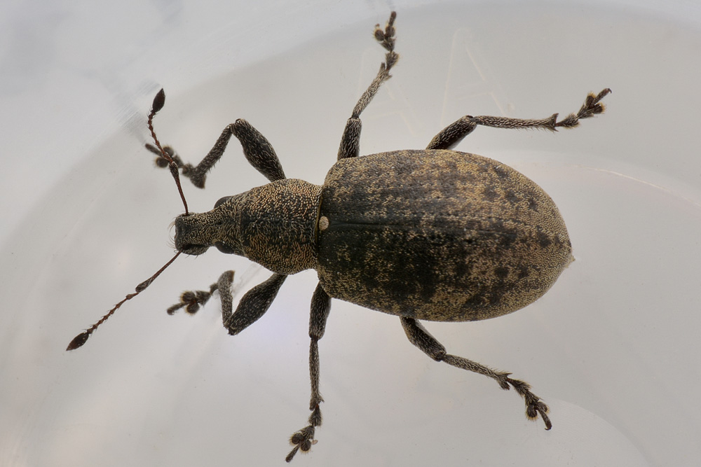 Curculionidae: Liophloeus ophthalmicus da confermare